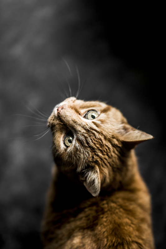 De Katsulent