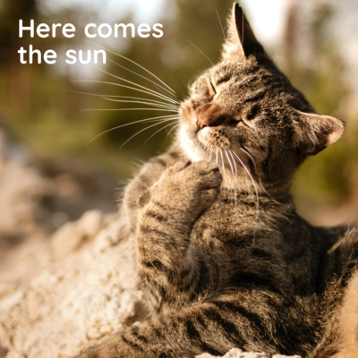 kat in de zon