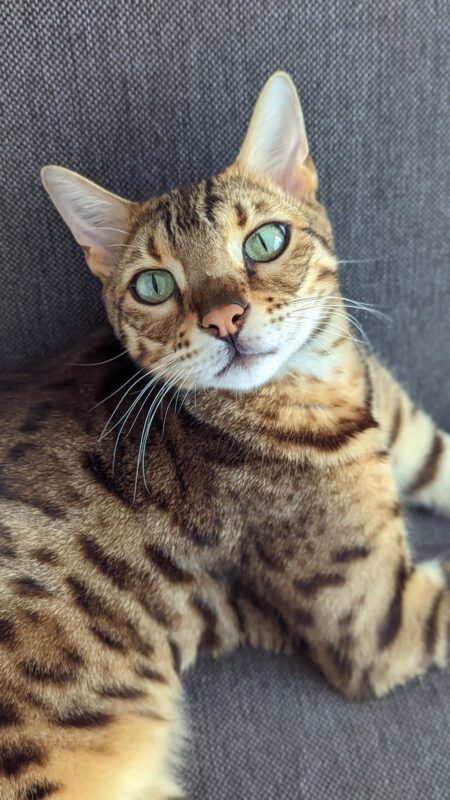 De Katsulent