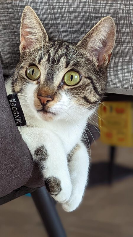 De Katsulent
