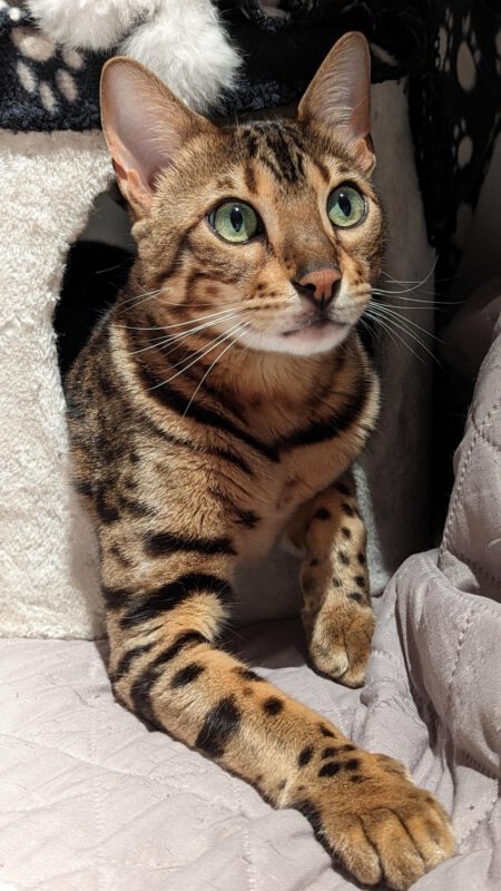 De Katsulent