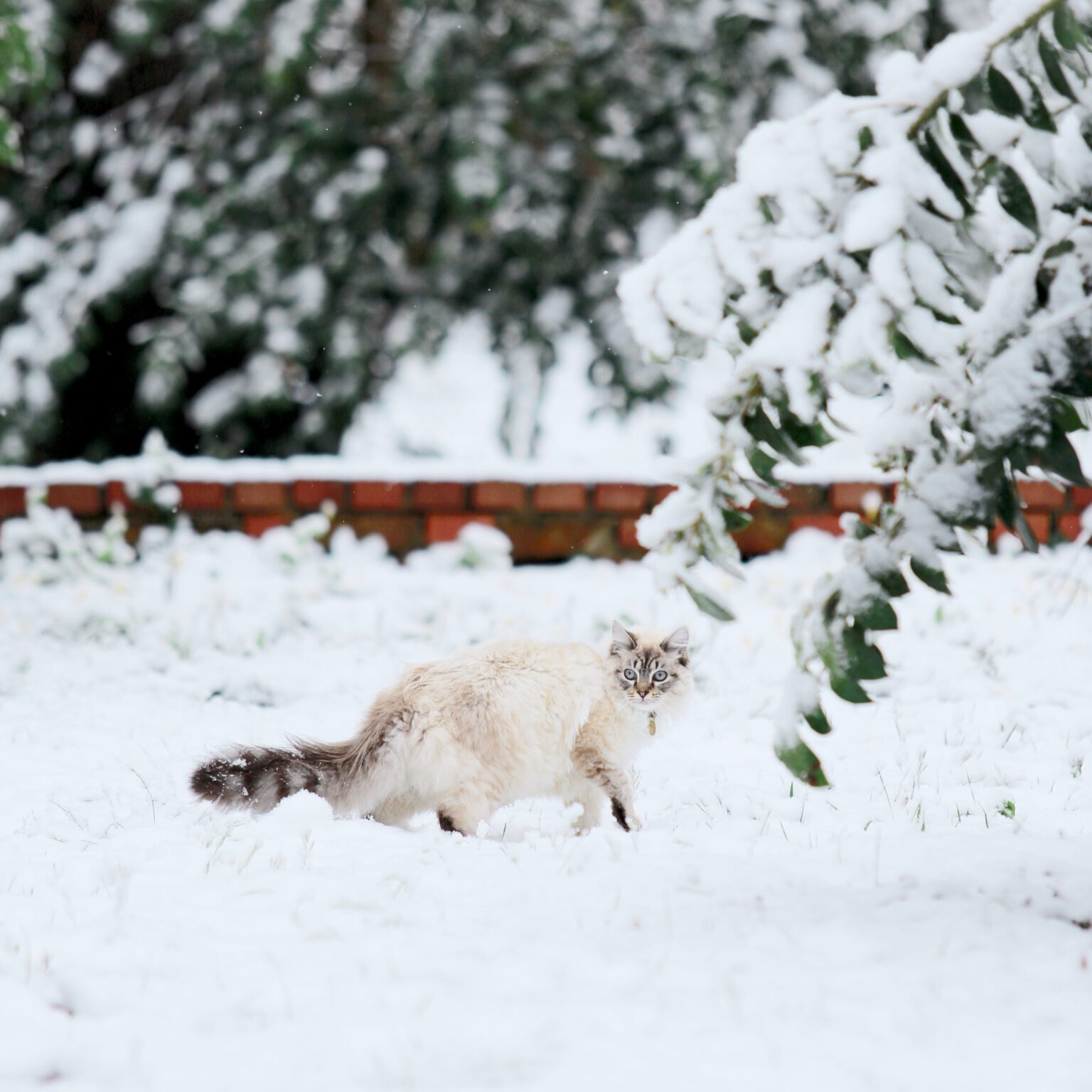 kat in de sneeuw