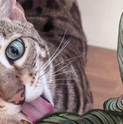 kat die van planten eet