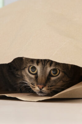 cat in paper bag looking scared